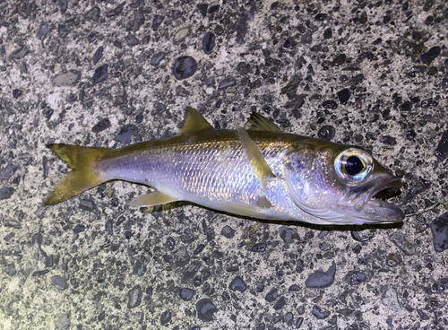 クロムツの釣果