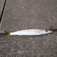 カマスの釣果