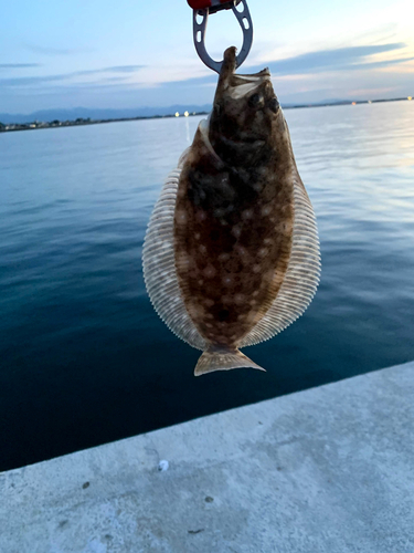 ヒラメの釣果