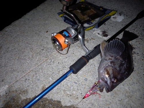 クロソイの釣果