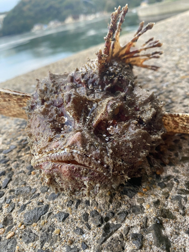 オニオコゼの釣果