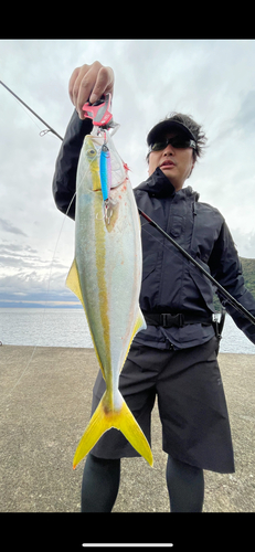 イナダの釣果