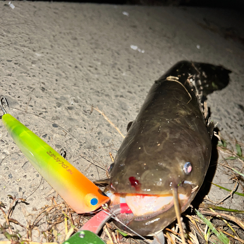 ナマズの釣果