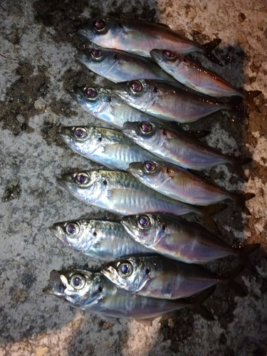 アジの釣果