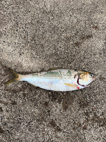 コノシロの釣果