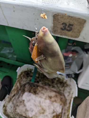 カワハギの釣果