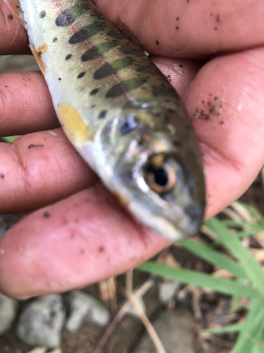 ヤマメの釣果