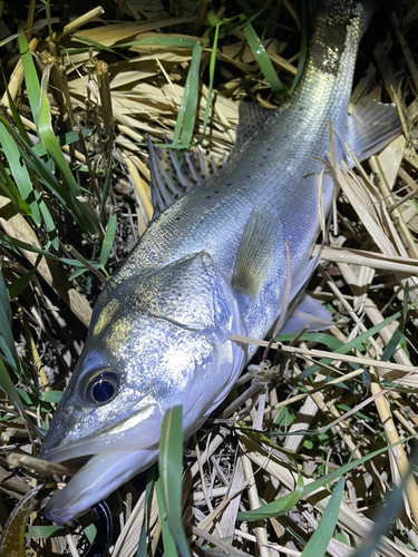 セイゴ（タイリクスズキ）の釣果