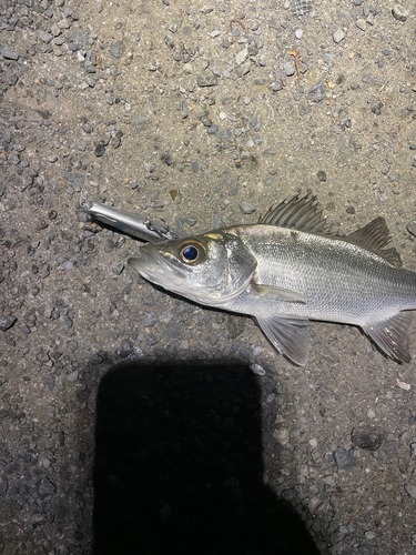 セイゴ（マルスズキ）の釣果