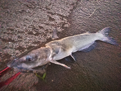 アメリカナマズの釣果