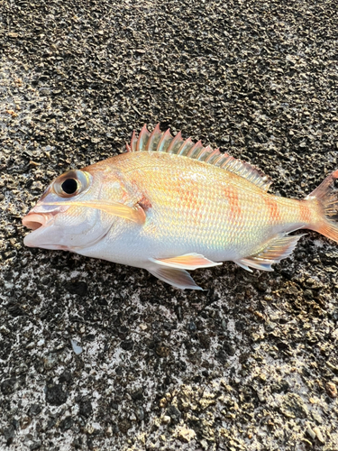 チャリコの釣果