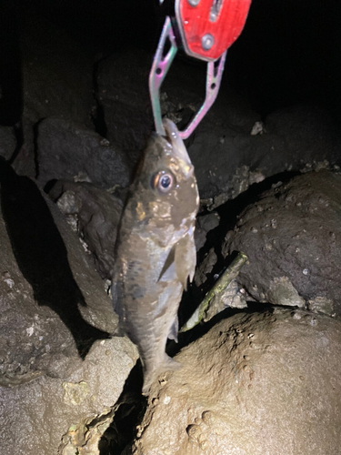 セイゴ（マルスズキ）の釣果