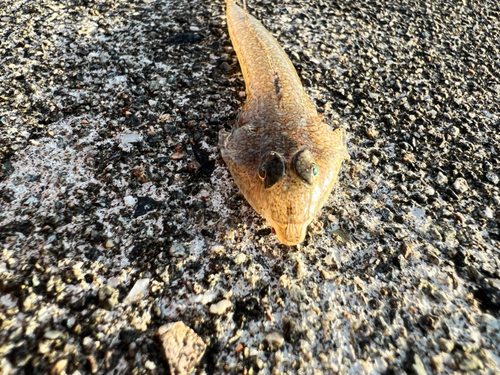 メゴチの釣果