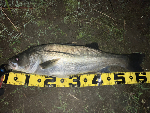 スズキの釣果