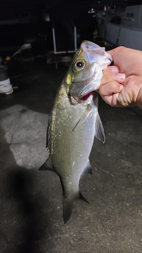 セイゴ（ヒラスズキ）の釣果