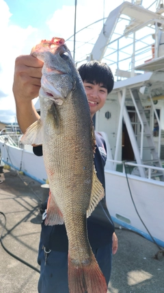 タイリクスズキの釣果