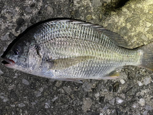 チヌの釣果