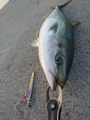 ハマチの釣果