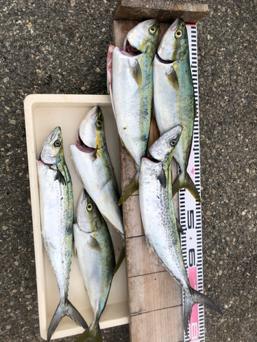 ハマチの釣果