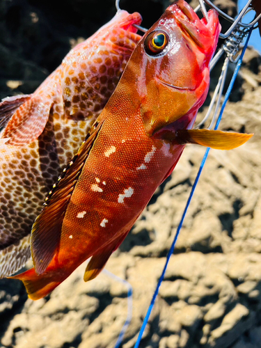 オオモンハタの釣果