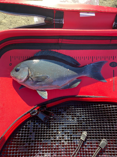 メジナの釣果