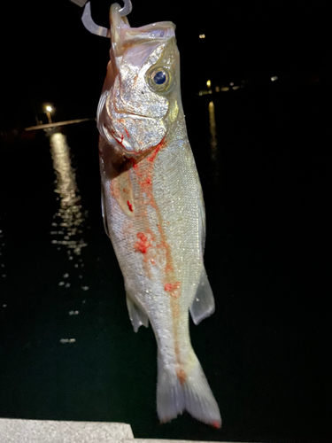 ヒラスズキの釣果