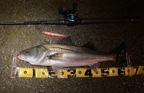 シーバスの釣果