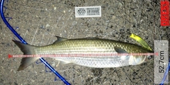 ボラの釣果