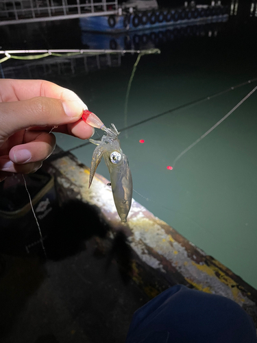 ヒイカの釣果