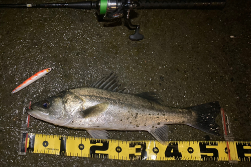 シーバスの釣果