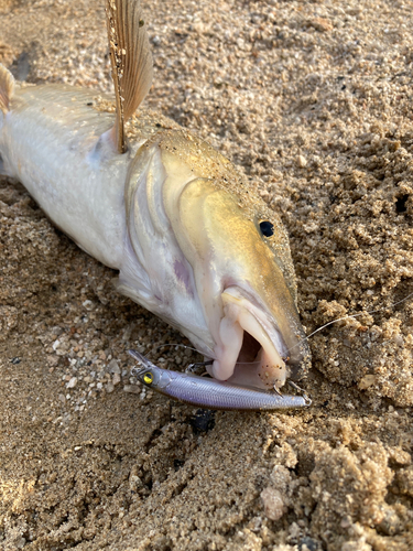 ニゴイの釣果