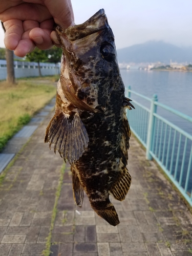 タケノコメバルの釣果