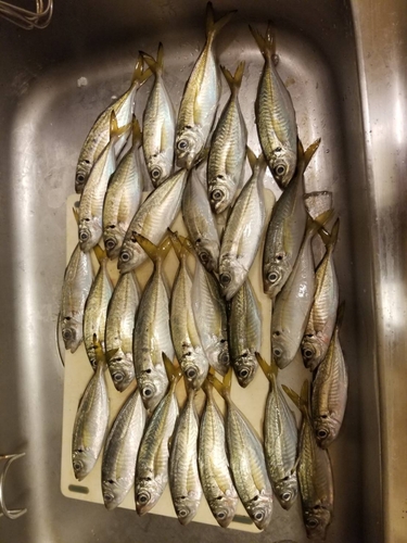 アジの釣果