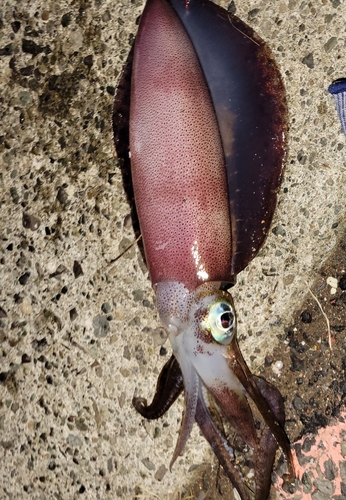 アオリイカの釣果