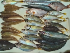 マハゼの釣果