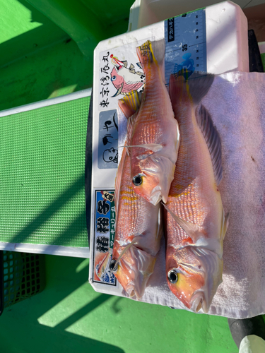 アマダイの釣果