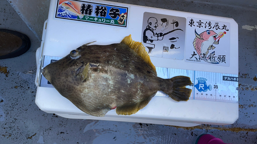 カワハギの釣果