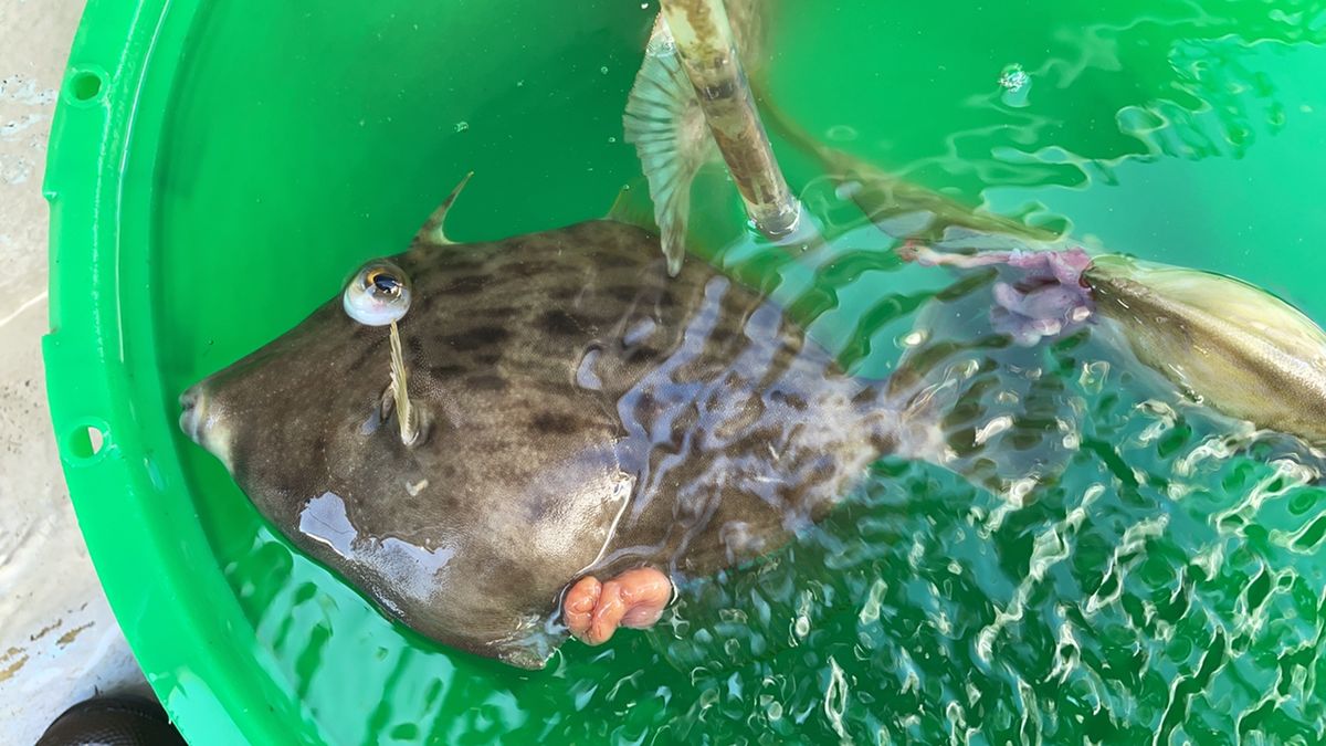 mikinyan0111さんの釣果 3枚目の画像