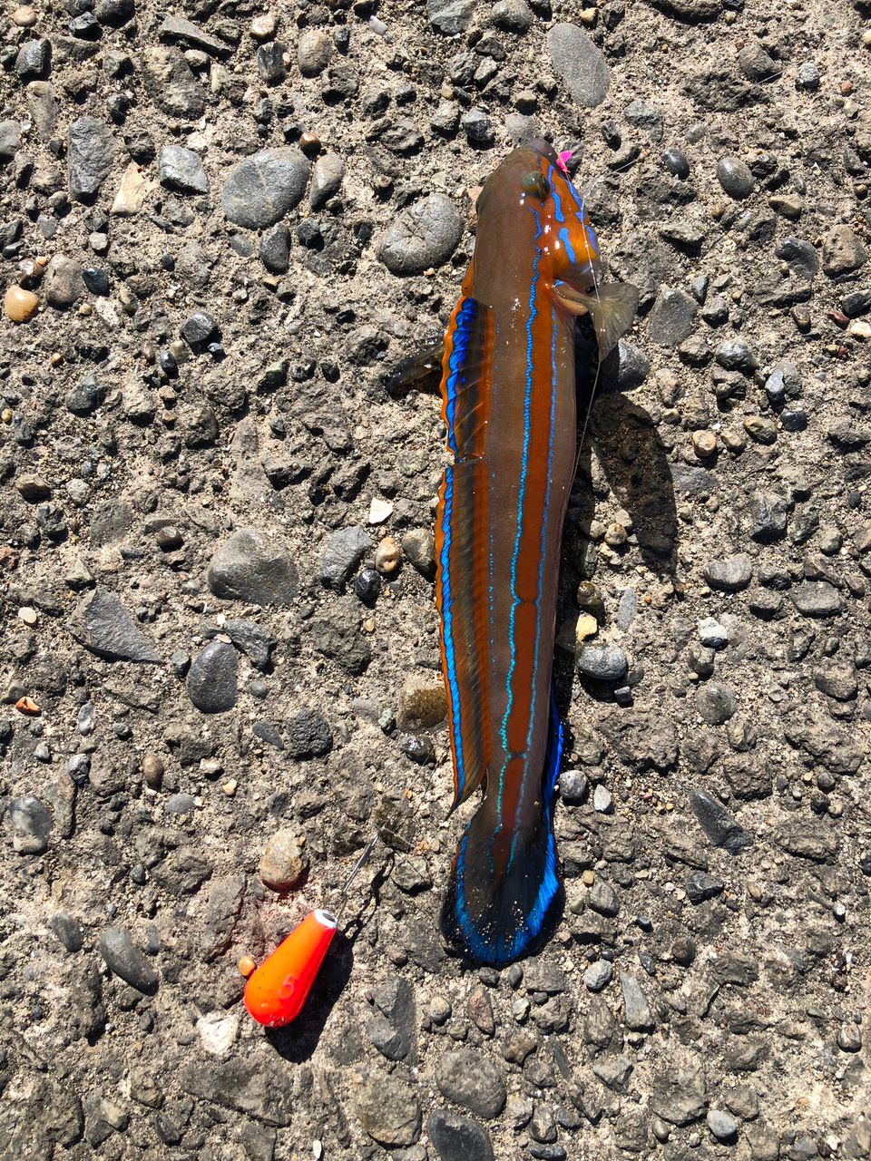 ニシキハゼ