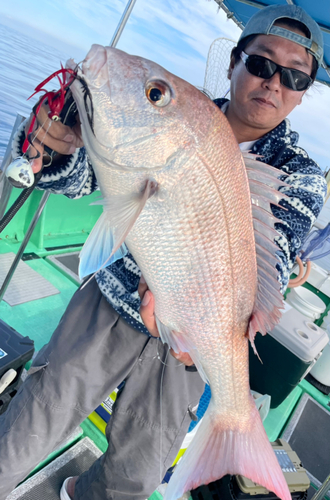 マダイの釣果