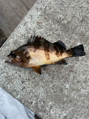 シロメバルの釣果