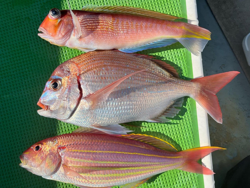 アマダイの釣果