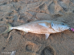 ブリの釣果