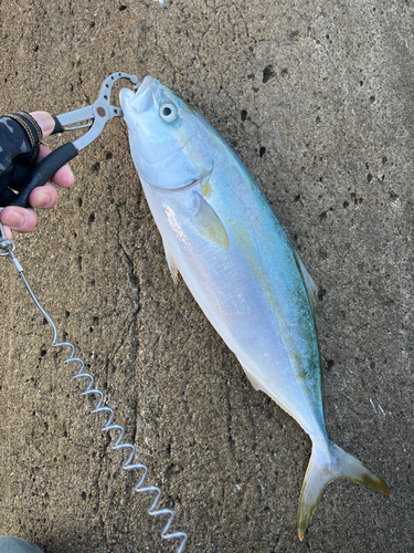 イナダの釣果