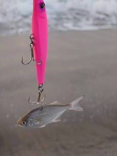 メッキの釣果