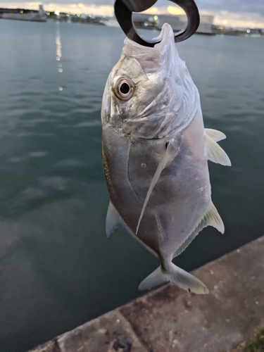 メッキの釣果