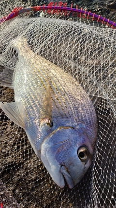 ヘダイの釣果