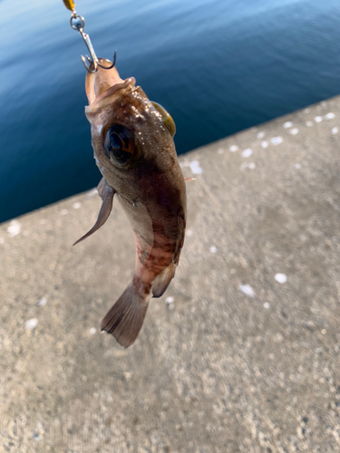 シロメバルの釣果