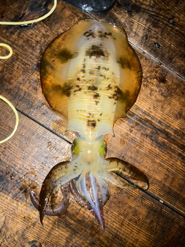 アオリイカの釣果