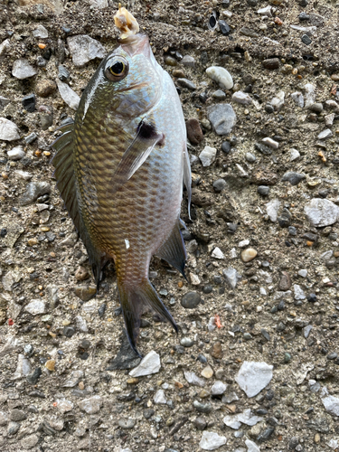 スズメダイの釣果